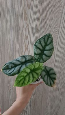 Alocasia silver dragon