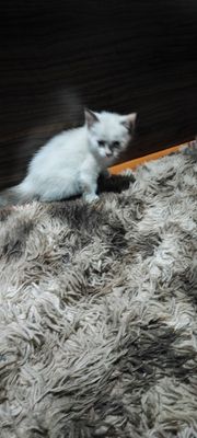 Продаются котята недорого
