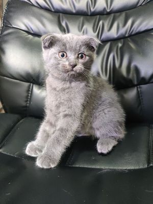 котенок мальчик скотиш фолд