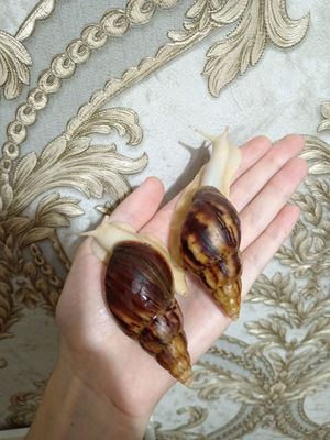 улитка