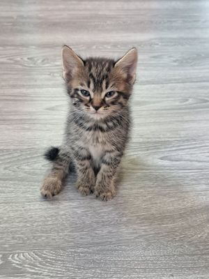 Кошка пародистая