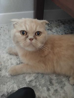 mushuk, scottish fold