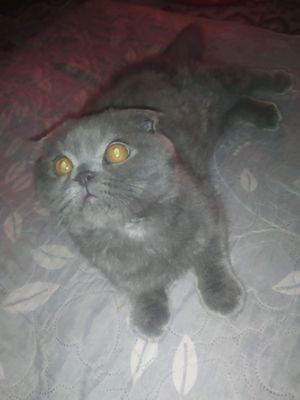 Mushuk