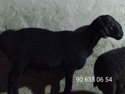 Qòchqorlar sotiladi