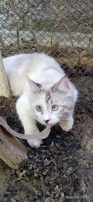 Продаётся породистая кошка