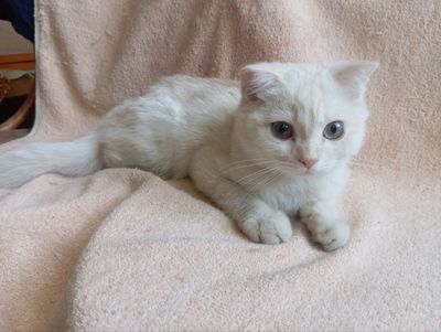 срочно мальчик скоттиш страйт кремовый окрас