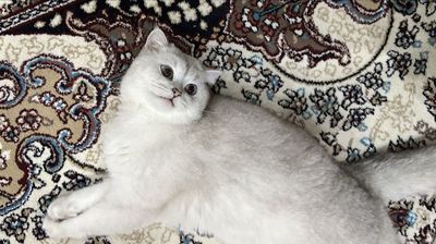 Продам кота, британская порода Зовут Симба