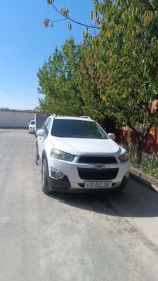 Arzon captiva bor