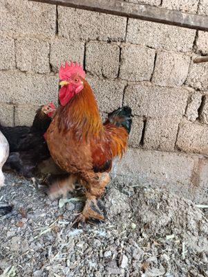 Xòroz sotiladi soğlom