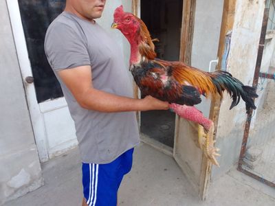 Tuley xoroz sotiladi