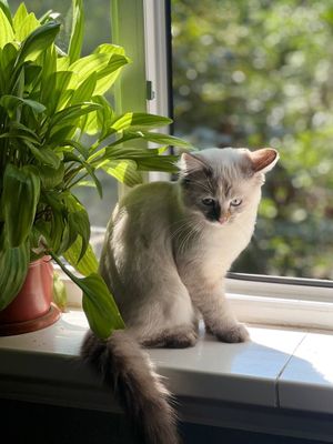 Нева маскарадная