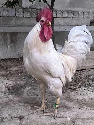 Xoroz bor 2.5yo 3 kilo chiqadi yosh ozimiz boqanmiz jojaligidan 1 dona