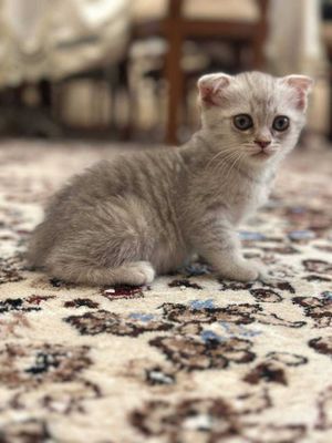 Продам котят от серебристой шиншиллы фолд.