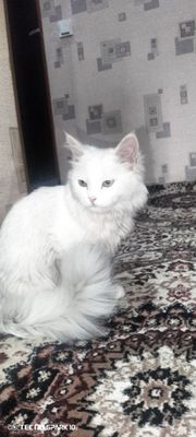 Turkish angora toza zotli