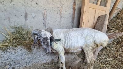 Qo'chqor sotiladi