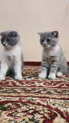 Очаровательные котята ищут дом!