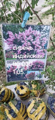 Индийская сирень дарахт сотилвотти