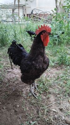 Xoʻroz: qora shaxzoda sotiladi