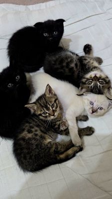 Скотиш страйт и Скотиш фолд