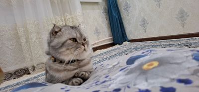 Продаётся породистый кот.