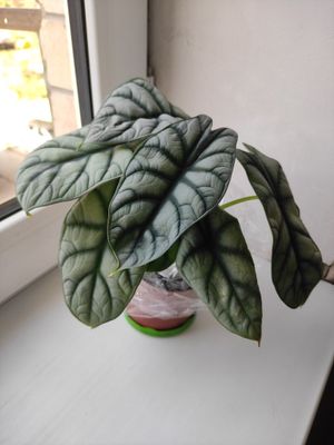 Алоказия шкура дракона