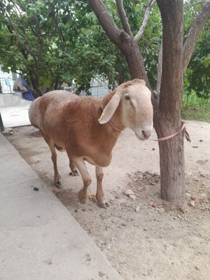 Qochqorlar Arashan boyi 90 sm 120kg