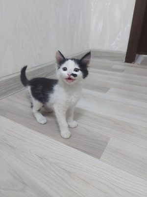 Отдам в хорошие руки