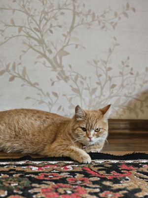 British shorthair