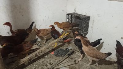 Assalomu alaykum xonaki tovuq va xoʻrozlar sotiladi