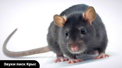Дезинфекция крыс и мышь | dezinfeksiya dizinfeksiya сичкон каламуш
