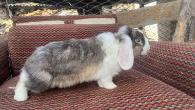 Quyon sotiladi.Продаётся кролик Баран