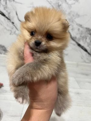 Померанский шпиц micro Мини померанский шпиц (mini-to