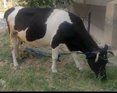 SIGIR BÒGʻOZ 6 OYLIK kelishamiz bekorchila tel qimela