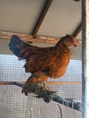Joʻja xoʻrozlar sotiladi