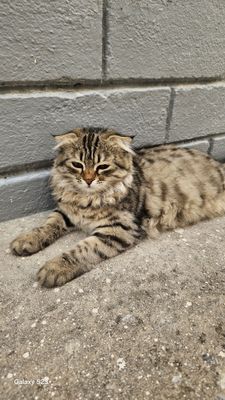 Пародали мушук сотилади