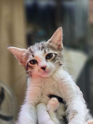 Котята, 1-3 месяца