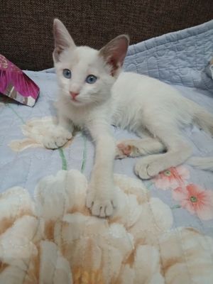 Срочно продаётся тайская кошечка