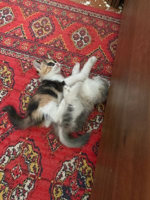 Отдам котят в хорошие руки!