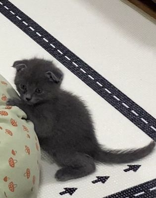 ласковый котенок ищет добрые ручки