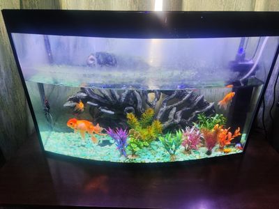 Aquarium sotiladi