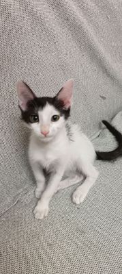 котенок (мальчик)