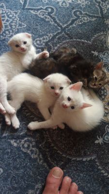 Продаются котята. Скотиш стайрт и скотиш фолд