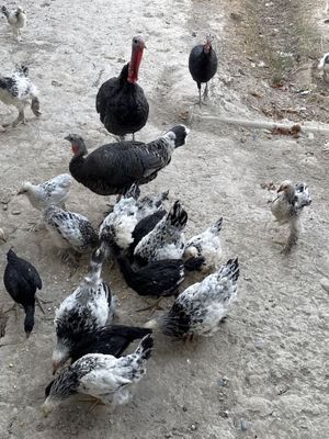Brama tovuq jujalari sotiladi tozzasi