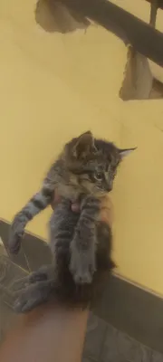 Котенки, мушукчалар