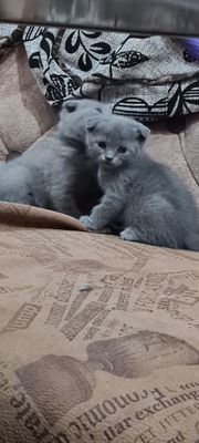 Продаю котят скоттиш фолд