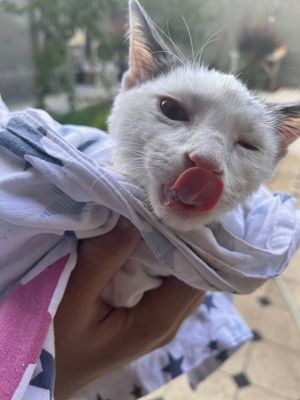 домашный чистый кот