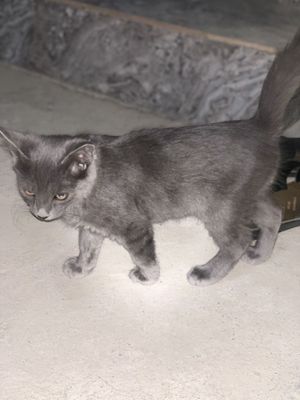 Скотиш кот продается (арзонга)