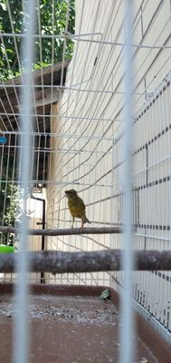 Продаётся канарейка цвет зелёный