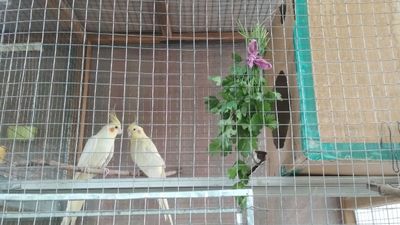 Кареллы пара готовые