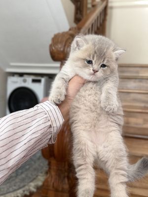Британский шиншилла